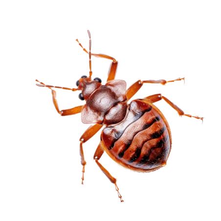 Bettwanze
